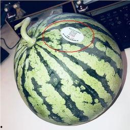 山东青岛网红吃瓜